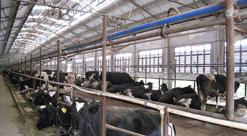 Dairy farm