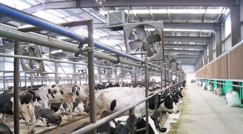 Cooling Wet Curtain:Dairy farm