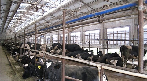 The contribution of negative pressure ventilation and cooling to animal husbandry and breeding industry